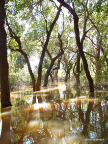Forêt inondée - Kampong Phluk - Cambodge